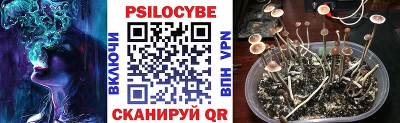 купить закладку  Стародуб  Галлюциногенные грибы Psilocybine cubensis 
